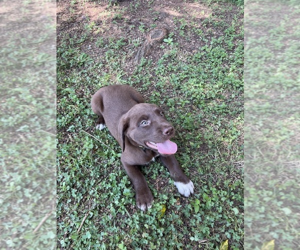 Medium Photo #2 Lab-Pointer Puppy For Sale in PELZER, SC, USA