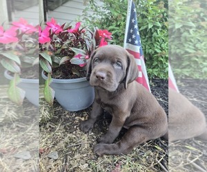 Labrador Retriever Puppy for sale in LANDISBG, PA, USA