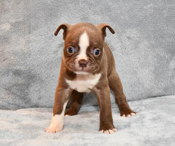 Medium Photo #1 Boston Terrier Puppy For Sale in HOMINY, OK, USA