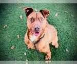 Small #3 Redbone Coonhound Mix
