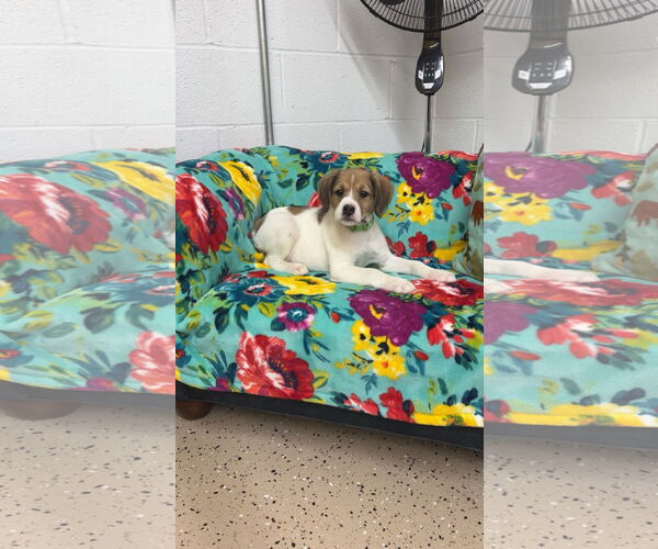 Medium Photo #2 Mutt Puppy For Sale in York, SC, USA