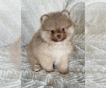 Small #2 Pomeranian