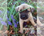 Small #8 Mutt