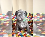 Small Photo #3 French Bulldog Puppy For Sale in SCOTTSDALE, AZ, USA