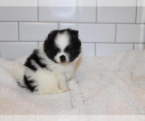 Medium Photo #2 Pomeranian Puppy For Sale in COMPTON, CA, USA