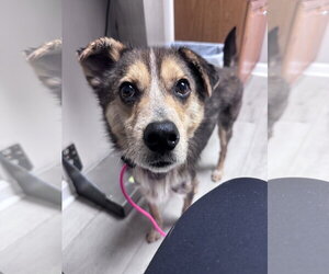 Mutt Dogs for adoption in Greenville, SC, USA