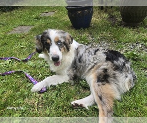 Australian Shepherd Puppy for sale in DUVALL, WA, USA