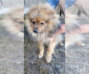 Pomeranian Puppy for sale in GARWOOD, ID, USA