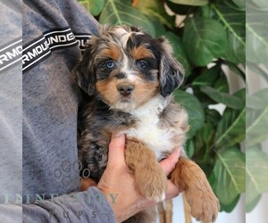 Bernedoodle (Miniature) Puppy for sale in NARVON, PA, USA