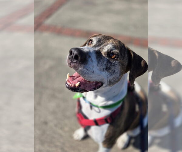 Medium Photo #4 American Staffordshire Terrier-Boxer Mix Puppy For Sale in Myrtle Beach, SC, USA
