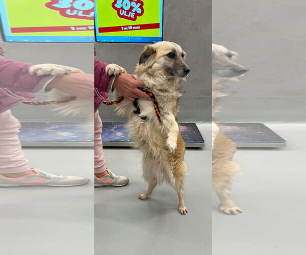 Medium Photo #2 Mutt Puppy For Sale in NYC, NY, USA