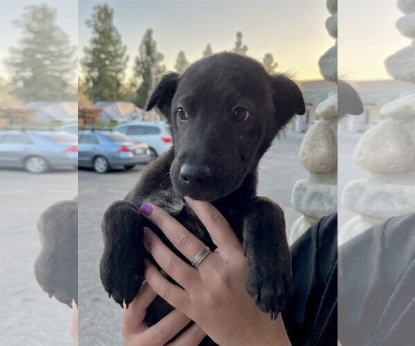 Medium Photo #13 Chinese Shar-Pei-Labrador Retriever Mix Puppy For Sale in Dana Point, CA, USA
