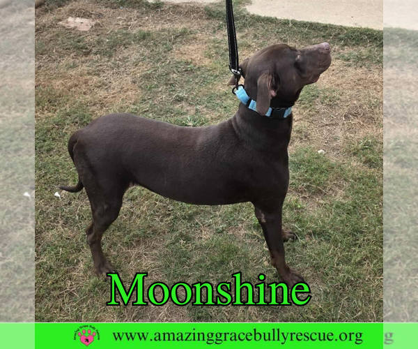 Medium Photo #7 Doberman Pinscher-Unknown Mix Puppy For Sale in Pensacola, FL, USA