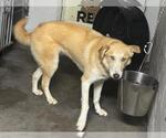 Pure - Female Aussie Siberian Dog for Adoption - Small photo