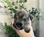 Small Photo #3 Schnauzer (Miniature) Puppy For Sale in EATONVILLE, WA, USA