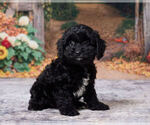 Lavender - Female Cavapoo (Miniature) Puppy for Sale - Photo #3