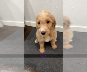 Goldendoodle Puppy for sale in SACRAMENTO, CA, USA