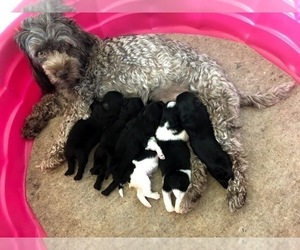 Mother of the Ewokian puppies born on 07/22/2019