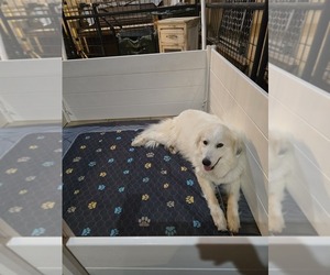 Mother of the Great Pyrenees puppies born on 02/22/2026