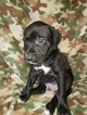 Small Photo #1 German Shorthaired Pointer-Golden Labrador Mix Puppy For Sale in AMES, IA, USA
