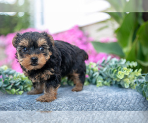 Medium YorkiePoo