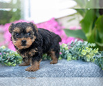 Puppy Halle YorkiePoo