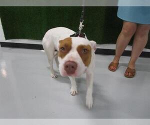 American Pit Bull Terrier Dogs for adoption in Temple, TX, USA