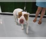 Small American Pit Bull Terrier