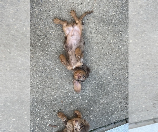 Medium Photo #3 Dachshund Puppy For Sale in KILN, MS, USA