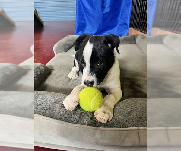 Medium Photo #2 American Pit Bull Terrier-Unknown Mix Puppy For Sale in Webster, WI, USA