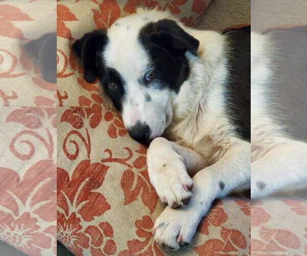 Medium Photo #2 Mutt Puppy For Sale in Fresno, CA, USA