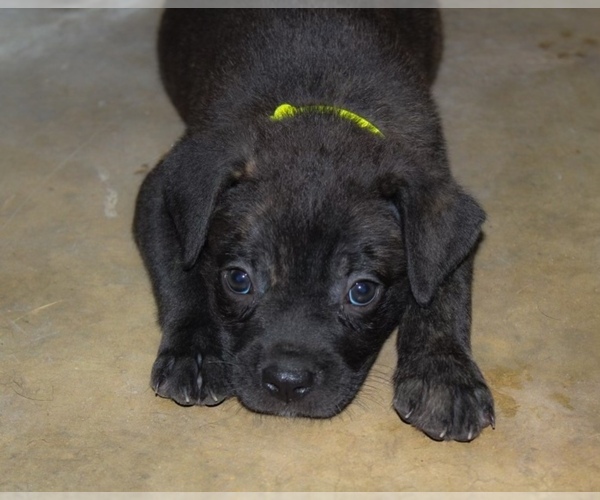 Medium Photo #2 Cane Corso Puppy For Sale in ABERDEEN, MS, USA