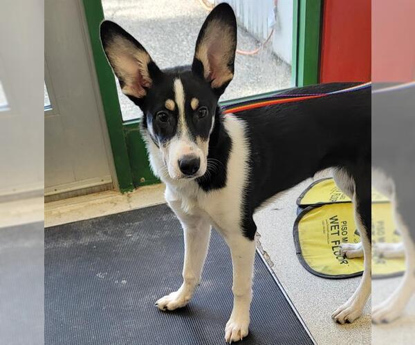 Medium Photo #1 Siberian Husky-Unknown Mix Puppy For Sale in Anchorage, AK, USA