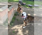 Small #5 Whippet Mix