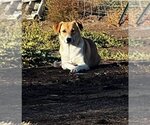 Small #1 Mutt