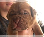Small Photo #5 Dogue de Bordeaux Puppy For Sale in INKOM, ID, USA