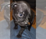 Puppy Puppy 6 American Staffordshire Terrier