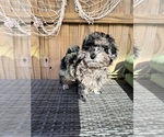 Small Photo #10 Poodle (Toy) Puppy For Sale in SAINT AUGUSTINE, FL, USA