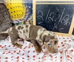 Small #23 Dachshund