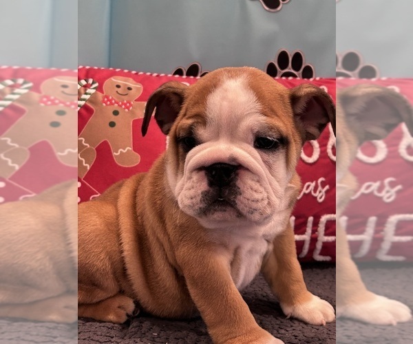 Medium Photo #40 Bulldog Puppy For Sale in BOWLING GREEN, KY, USA