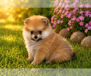 Pomeranian Puppy for sale in CLARE, MI, USA