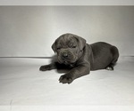 Small Photo #6 Cane Corso Puppy For Sale in NARVON, PA, USA
