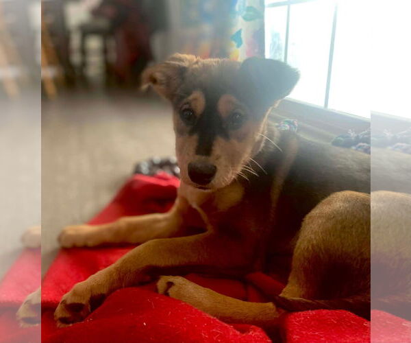 Medium Photo #4 Mutt Puppy For Sale in Germantown, OH, USA