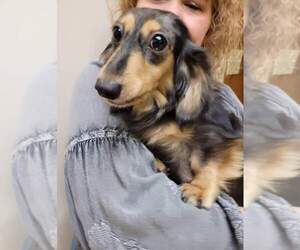 Mother of the Dachshund puppies born on 11/17/2022