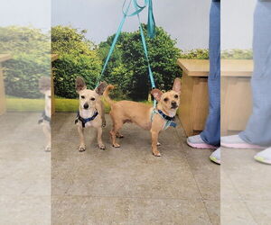 Poppy - Male Chihuahua Dog for Adoption - Photo #2