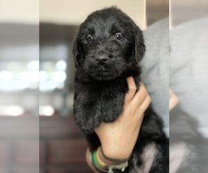 Labradoodle Puppy for sale in N HIGHLANDS, CA, USA