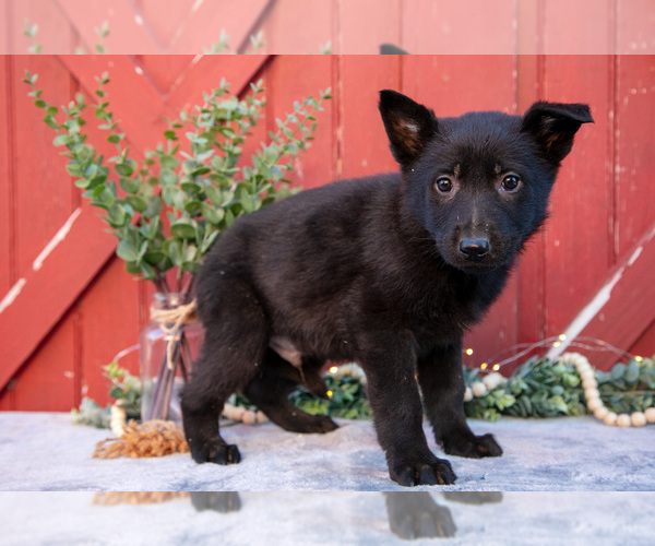 Medium Photo #3 German Shepherd Dog Puppy For Sale in PARKESBURG, PA, USA