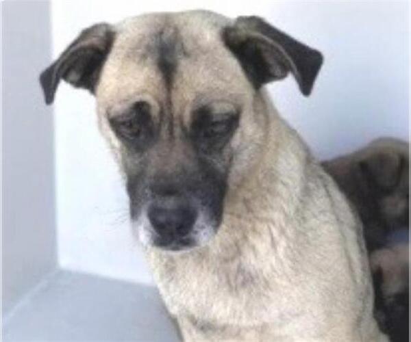 Medium Photo #1 Pug-Unknown Mix Puppy For Sale in Houston, TX, USA