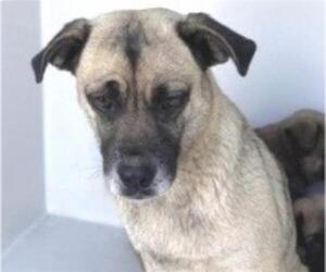 Pug-Unknown Mix Dogs for adoption in Houston, TX, USA