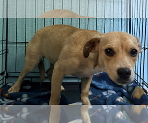 Beagle Dogs for adoption in Staley, NC, USA